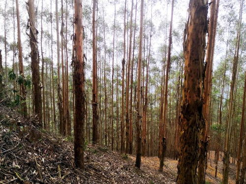 廣西桉樹(shù) 生物多樣性保護(hù)、生態(tài)平衡與木材安全的三維博弈